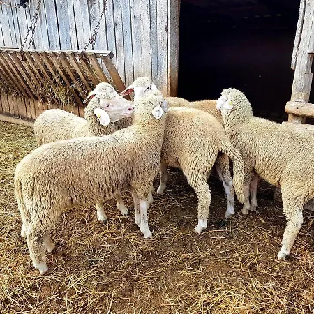Domacinstvo Cikic Kır Evi *